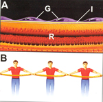 Fig2-A-and-B150.jpg